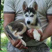 Well Socialized Siberian Husky Puppies Available Now!!!